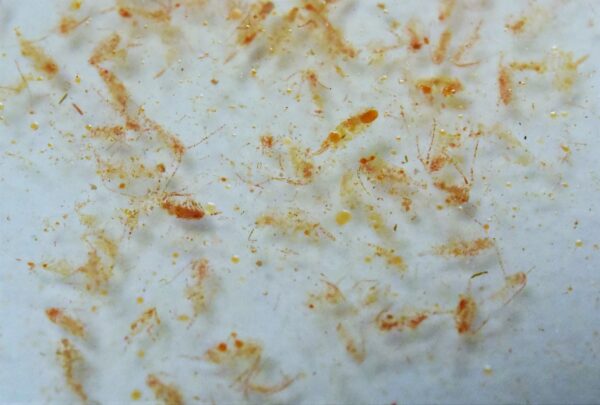 Close-up of small, translucent shrimp scattered on a white surface, used for aquarium feeding.
