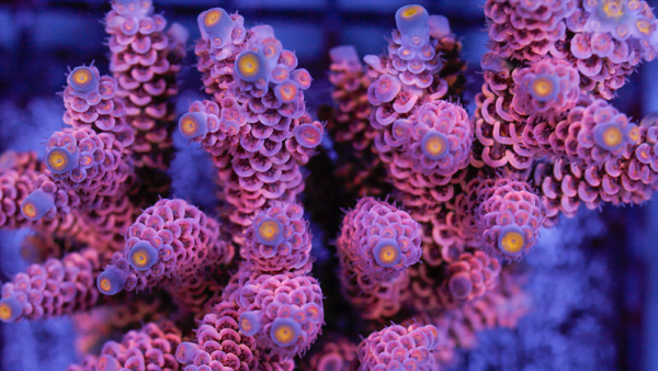 Image of Keeping Acropora: Tips and Tricks for Thriving acros from EasternMarine Aquarium (EMA)