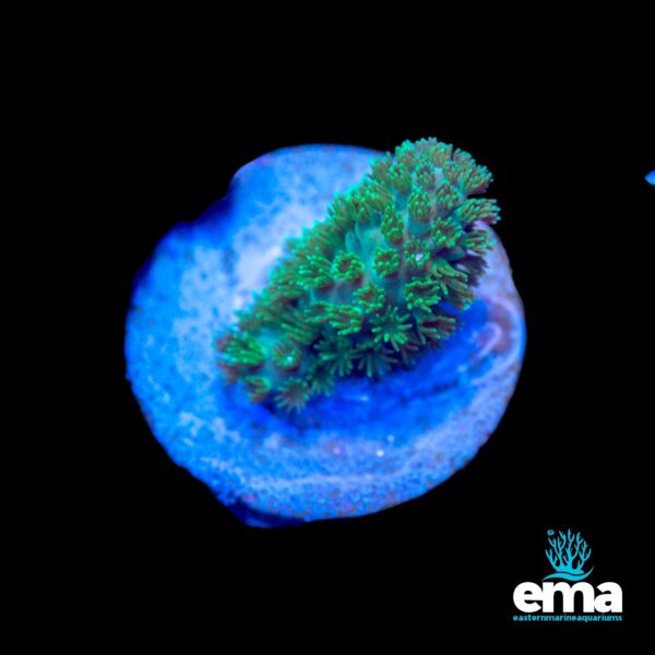 Bright green coral frag with a blue base on a black background, labeled "ema."