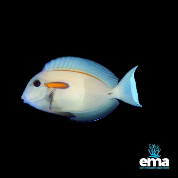 Image of Orange Shoulder Surgeonfish from EasternMarine Aquarium (EMA)