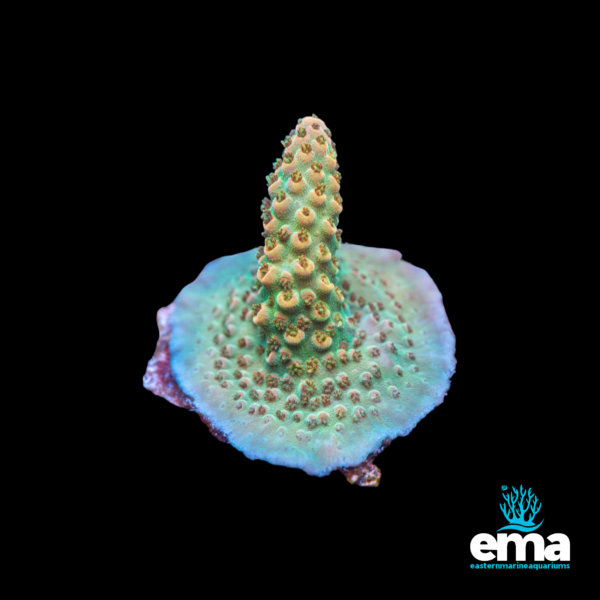 Close-up of a green coral with a textured surface on a black background, featuring the EMA logo.