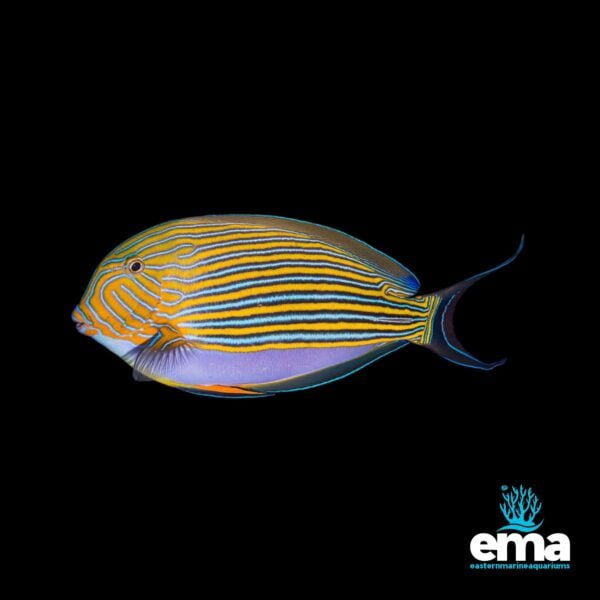 Image of Clown tang from EasternMarine Aquarium (EMA)