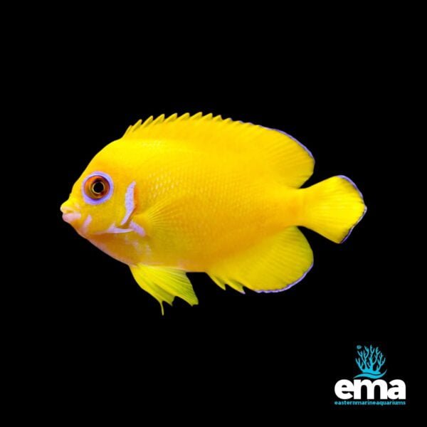 Image of Lemonpeel Angelfish from EasternMarine Aquarium (EMA)