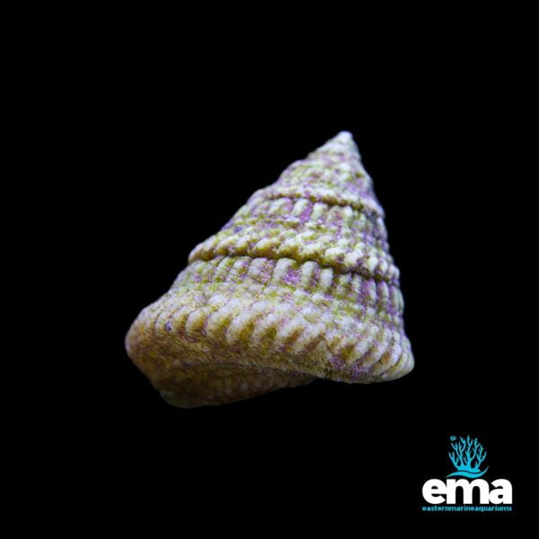 Close-up of a spiral-shaped shell on a black background, Eastern Marine Aquariums logo.