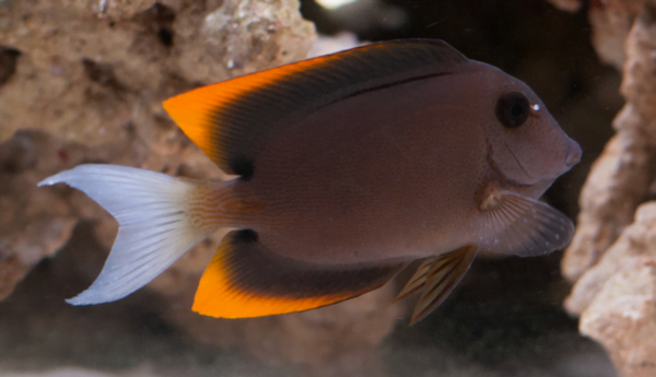 Image of Bristletooth tomini tang - small from EasternMarine Aquarium (EMA)