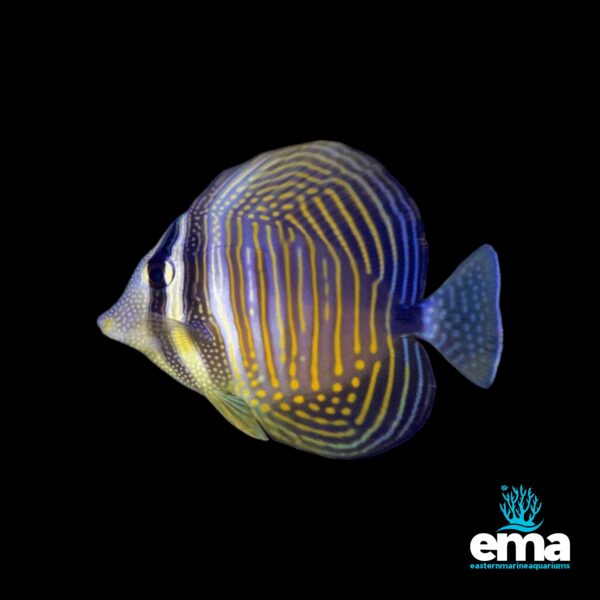 Image of Desjardini Sailfin Tang - Medium from EasternMarine Aquarium (EMA)