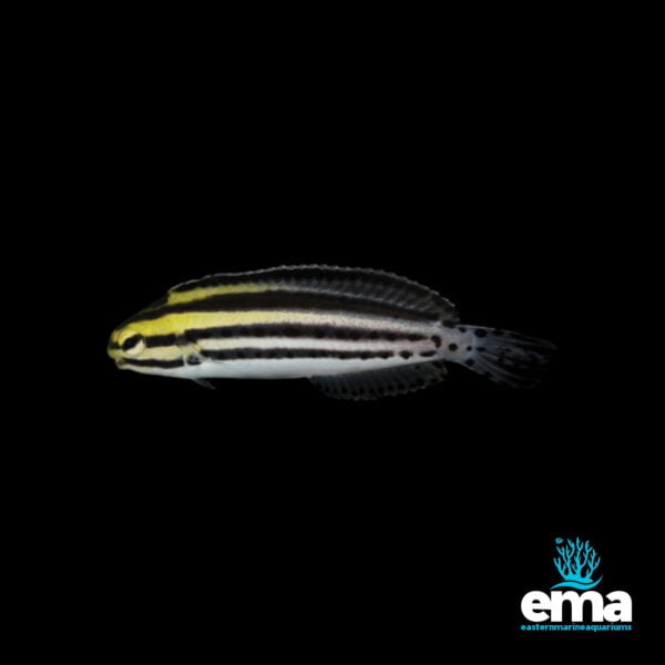 Image of Striped Fang Blenny from EasternMarine Aquarium (EMA)