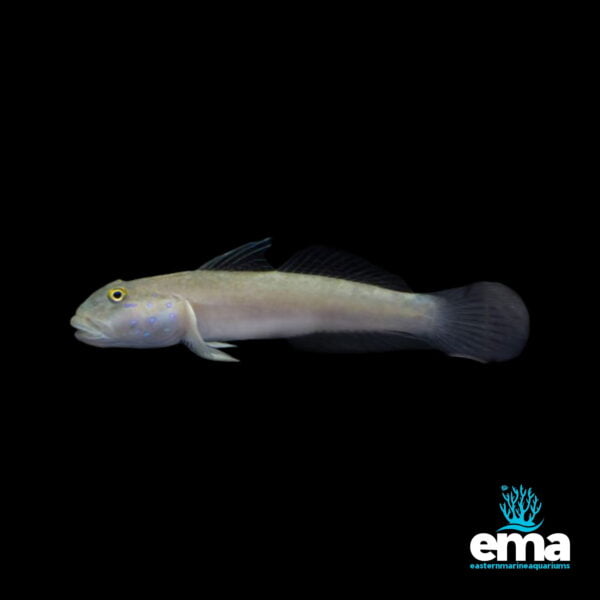 Image of Sixspot Sleeper Goby from EasternMarine Aquarium (EMA)