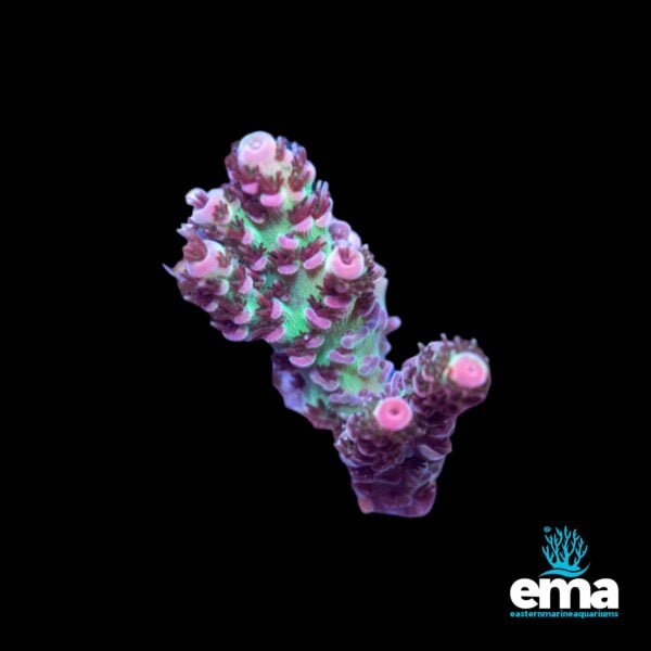 Vibrant green and pink coral frag with multiple branches on a black background, labeled "ema."