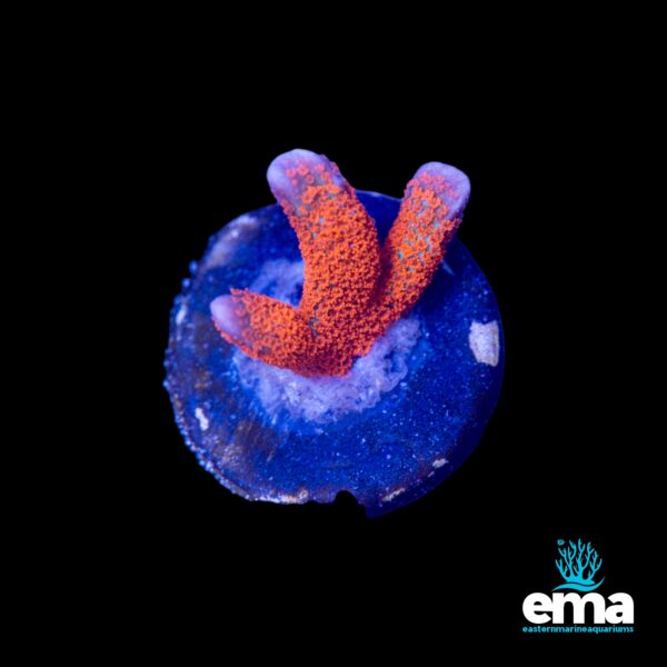 Close-up of bright orange coral on a blue base against a black background, featuring the EMA logo.