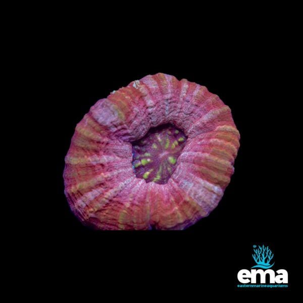 Close-up of a colorful, circular coral with a pink and green center, labeled "ema."