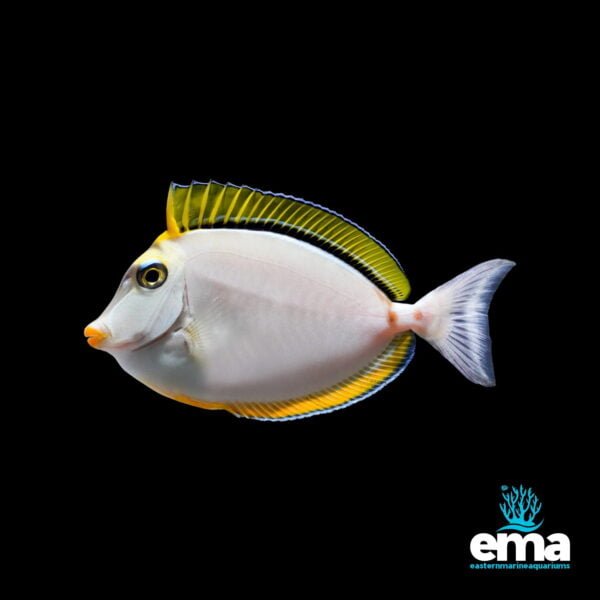 Image of Blonde Naso Tang - Medium from EasternMarine Aquarium (EMA)