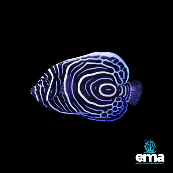 Image of Juvenile Emperor Angelfish from EasternMarine Aquarium (EMA)