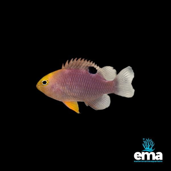 Purple and yellow damselfish with a black spot on its dorsal fin, swimming against a black background.