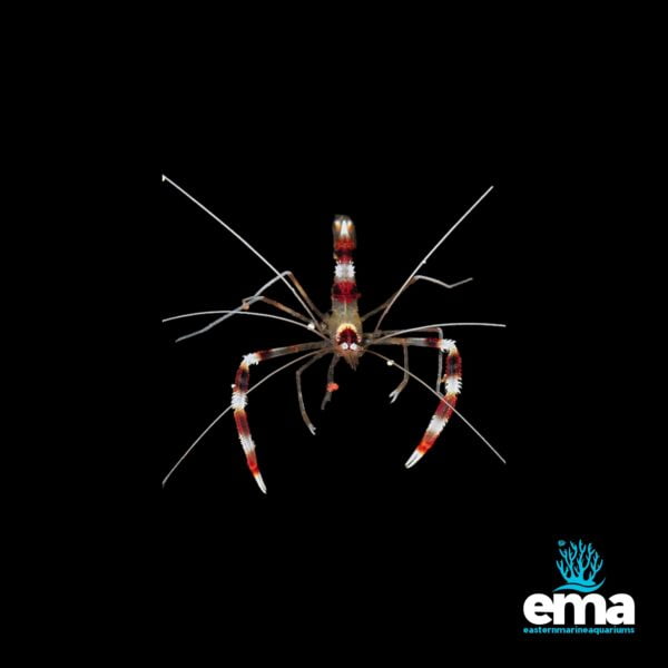 Close-up of a Banded Coral Shrimp against a black background with EMA logo.