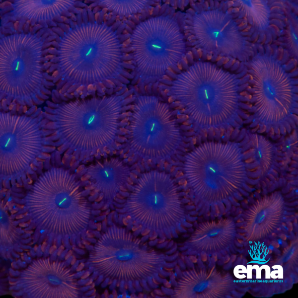 Close-up of vibrant purple and orange coral polyps from Eastern Marine Aquariums with detailed texture.