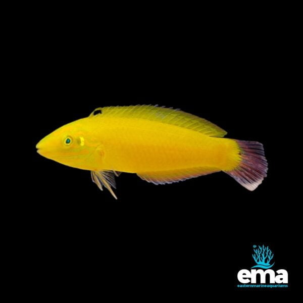 Image of Golden Wrasse from EasternMarine Aquarium (EMA)