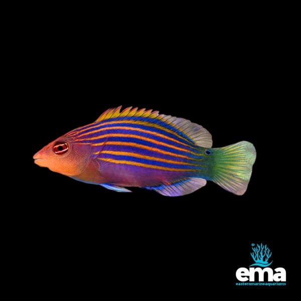 Image of Sixline Wrasse from EasternMarine Aquarium (EMA)