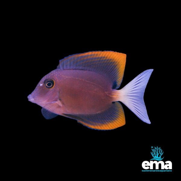 Image of Bristletooth tomini tang from EasternMarine Aquarium (EMA)