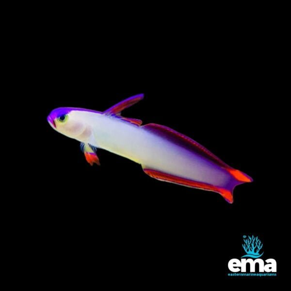 Firefish with bright purple and orange accents swimming against a black background, labeled with EMA logo.