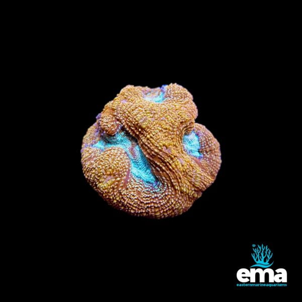 Brown and blue coral from Eastern Marine Aquariums.