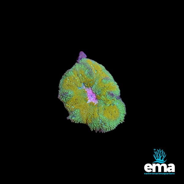 Bright green and yellow chalice coral frag with a pink center, placed on a black background.