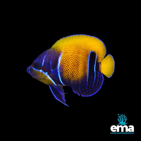 Image of Majestic Angelfish - Medium from EasternMarine Aquarium (EMA)