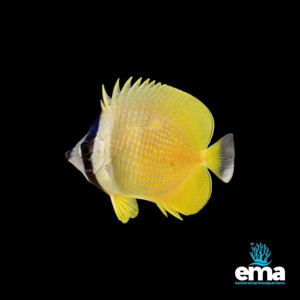 Image of Kleins Butterfly - Medium from EasternMarine Aquarium (EMA)