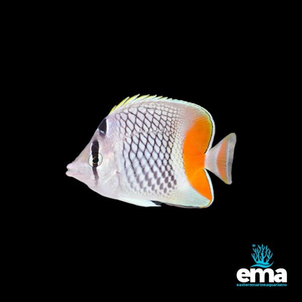 Side view of a butterflyfish with orange and black markings against a black background.