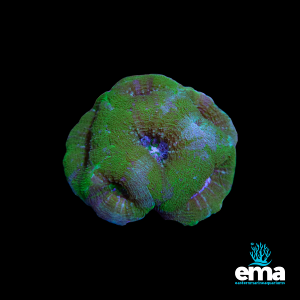 Green and purple rounded coral on a black background with EMA logo.