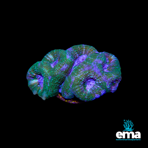 Green and purple textured coral with multiple ridges on a black background with EMA logo.