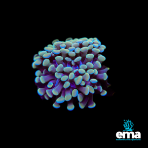 Blue and purple torch coral with rounded tips on a black background with EMA logo.