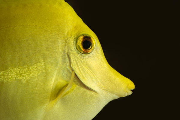 Close-up of a yellow tropical fish in an aquarium, showing vibrant scales and clear eye detail.