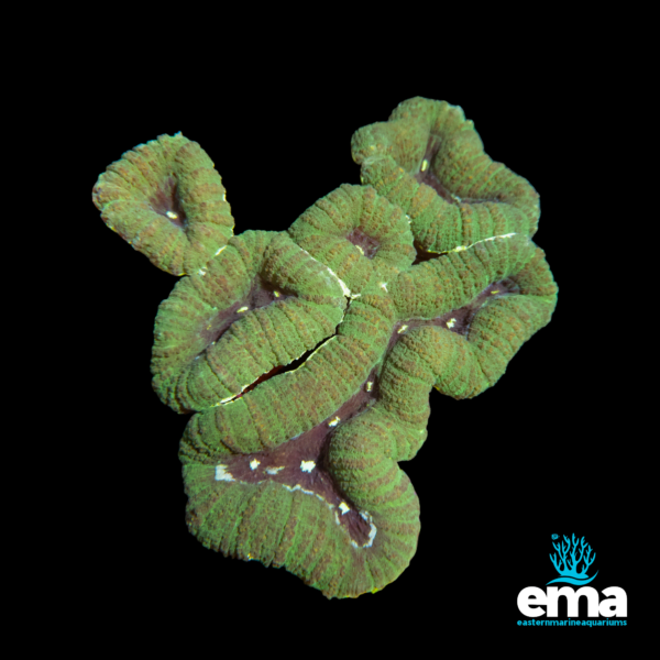 Green and brown brain coral on a black background with EMA logo.