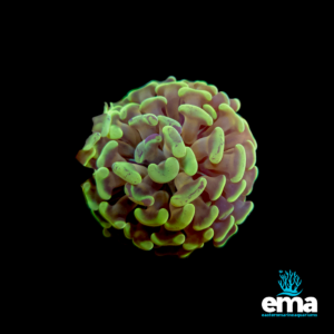 Green and purple hammer coral on a black background with EMA logo.