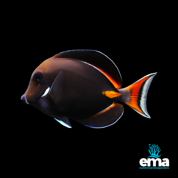 Dark brown fish with orange accents and a white-lined tail, swimming against a black background.