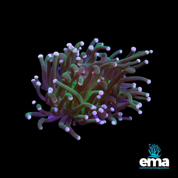 Green and purple torch coral with extended white-tipped tentacles, displayed on a black background with the EMA logo.