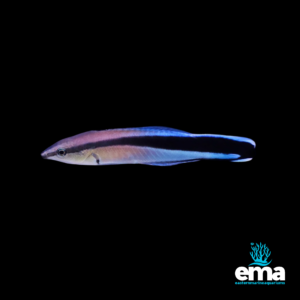 Bluish cleaner wrasse with a black stripe running across its body, displayed on a black background with Eastern Marine Aquariums branding.