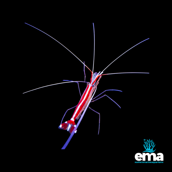 Red and white skunk cleaner shrimp with long antennae, displayed on a black background, featuring the Eastern Marine Aquariums logo.