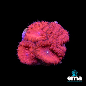 Deep red Acan coral with ridged textures and bright green centers, displayed on a black background with the Eastern Marine Aquariums logo.