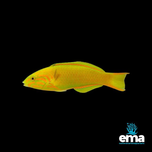 Image of Sunset Wrasse (Pacific Female) from EasternMarine Aquarium (EMA)