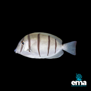 Image of Convict Tang from EasternMarine Aquarium (EMA)