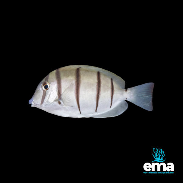 Image of Convict Tang from EasternMarine Aquarium (EMA)