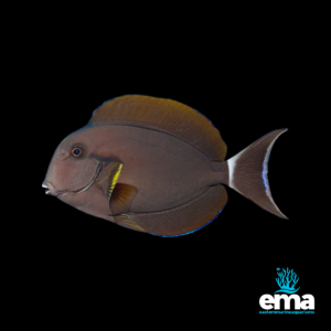 Image of Epaulette Surgeonfish Aquarium from Easternmarine auariuns(EMA)