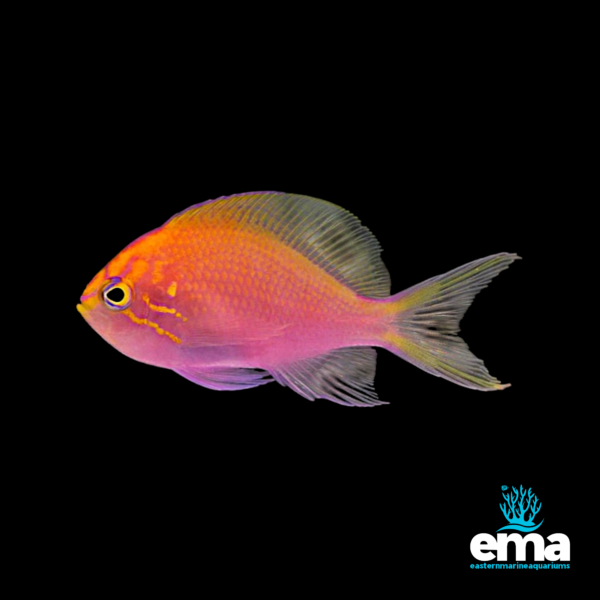 Image of Fathead Sunburst Anthias from EasternMarine Aquarium (EMA)