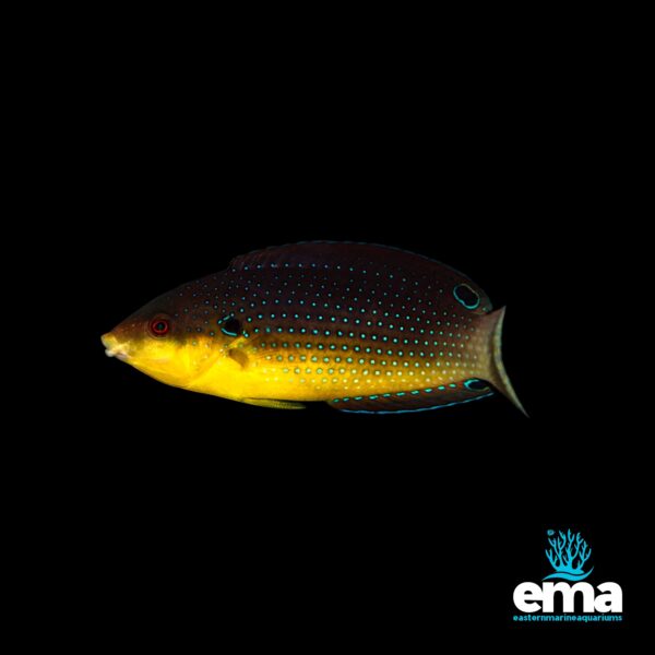 Image of Yellowchest Twist Wrasse from EasternMarine Aquarium (EMA)