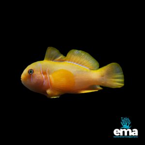 Image of Citron Goby from EasternMarine Aquarium (EMA)