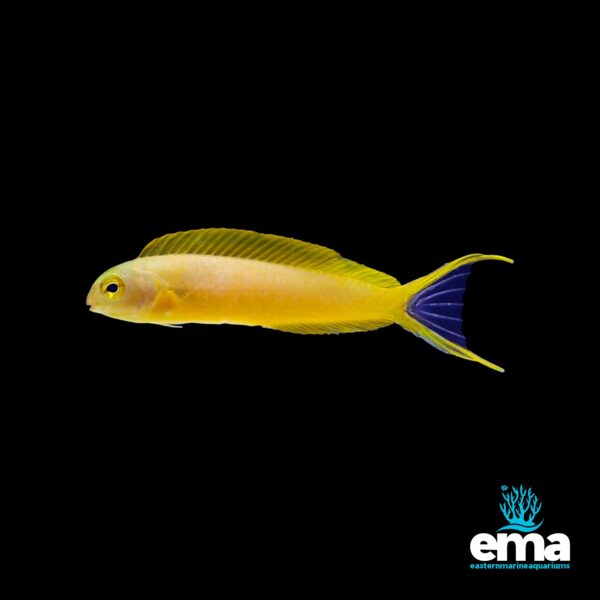 Image of Canary Blenny from EasternMarine Aquarium (EMA)