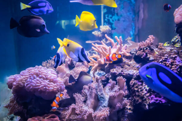 Image of fish aquarium from EasternMarine Aquarium (EMA)