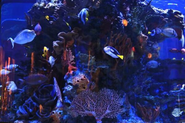 Colorful fish swimming around coral and the best rocks for aquariums in a vibrant, well-lit marine tank, showcasing an underwater paradise.